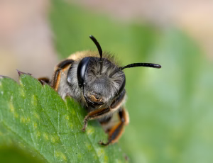 Hvidbåndet jordbi - Andrena gravida - Hun, , Fotograf Claus Bach.