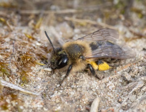 Stor pilejordbi - Andrena apicata - Hun, , Fotograf Claus Bach.