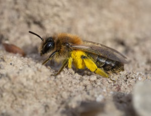 Stor pilejordbi - Andrena apicata - Hun, , Fotograf Claus Bach.