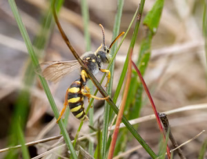 Stor pilehvepsebi - Nomada lathburiana - Han, , Fotograf Claus Bach.