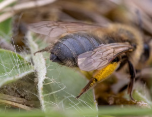 Stor pilejordbi - Andrena apicata - Hun, , Fotograf Claus Bach.