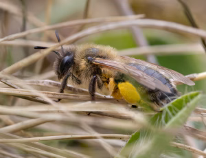 Stor pilejordbi - Andrena apicata - Hun, , Fotograf Claus Bach.