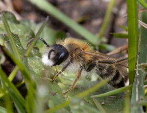 Hvidbåndet jordbi - Andrena gravida - Han, , Fotograf Claus Bach.