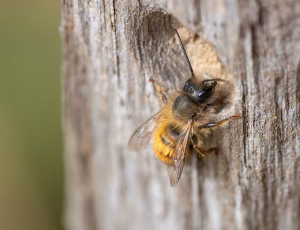 Rød murerbi - Osmia bicornis - Han, , Fotograf Claus Bach.