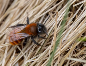 Rødpelset jordbi - Andrena fulva - Hun, , Fotograf Claus Bach.