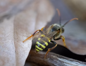 Stor pilehvepsebi - Nomada lathburiana - Han, , Fotograf Claus Bach.