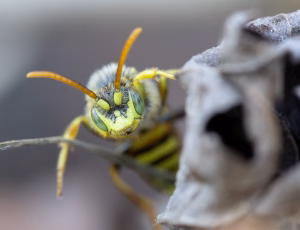 Stor pilehvepsebi - Nomada lathburiana - Han, , Fotograf Claus Bach.