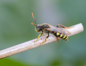 Stor pilehvepsebi - Nomada lathburiana - Han, , Fotograf Claus Bach.