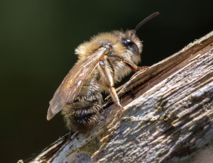 Forårsjordbi - Andrena praecox - Hun, , Fotograf Claus Bach.