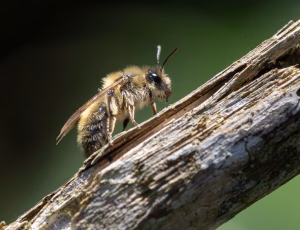Forårsjordbi - Andrena praecox - Hun, , Fotograf Claus Bach.