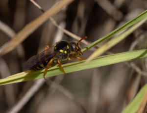 Sortgul hvepsebi - Nomada goodeniana - Hun, , Fotograf Claus Bach.