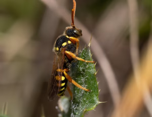 Sortgul hvepsebi - Nomada goodeniana - Hun, , Fotograf Claus Bach.