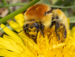 Moshumle - Bombus muscorum, , Fotograf Claus Bach.
