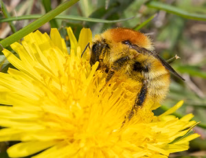 Moshumle - Bombus muscorum, , Fotograf Claus Bach.