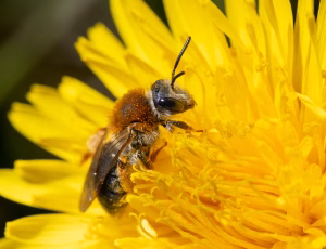 Havejordbi - Andrena haemorrhoa - Hun, , Fotograf Claus Bach.