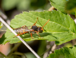 Majhvepsebi - Nomada marshamella - Hun, , Fotograf Claus Bach.