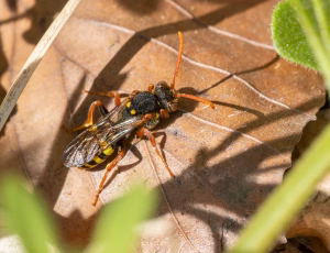 Majhvepsebi - Nomada marshamella - Hun, , Fotograf Claus Bach.