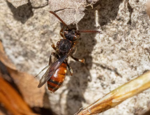 Lille hvepsebi - Nomada flavoguttata - Hun, , Fotograf Claus Bach.