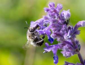 Forårsvægbi - Anthophora plumipes - Han, , Fotograf Claus Bach.