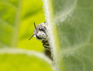 Forårsvægbi - Anthophora plumipes - Han, , Fotograf Claus Bach.