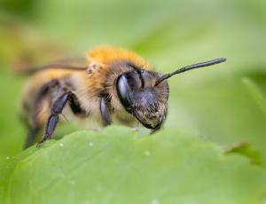Bredrandet jordbi - Andrena synadelpha - Hun, , Fotograf Claus Bach.