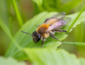 Bredrandet jordbi - Andrena synadelpha - Hun, , Fotograf Claus Bach.