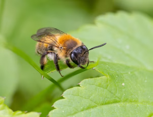 Bredrandet jordbi - Andrena synadelpha - Hun, , Fotograf Claus Bach.