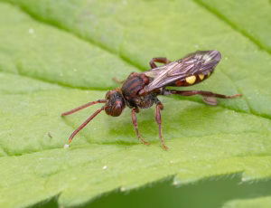 Havehvepsebi - Nomada ruficornis - Hun, , Fotograf Claus Bach.