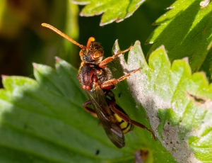 Havehvepsebi - Nomada ruficornis - Hun, , Fotograf Claus Bach.