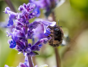 Forårsvægbi - Anthophora plumipes - Hun, , Fotograf Claus Bach.