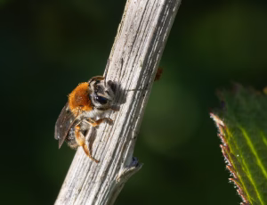 Havejordbi - Andrena haemorrhoa - Hun, , Fotograf Claus Bach.
