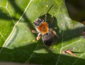 Havejordbi - Andrena haemorrhoa - Hun, , Fotograf Claus Bach.