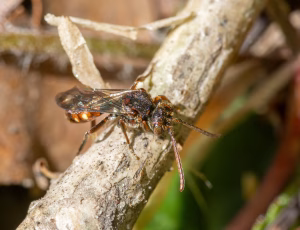 Lille hvepsebi - Nomada flavoguttata - Hun, , Fotograf Claus Bach.
