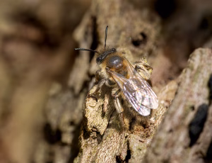 Forårsjordbi - Andrena praecox - Hun, , Fotograf Claus Bach.