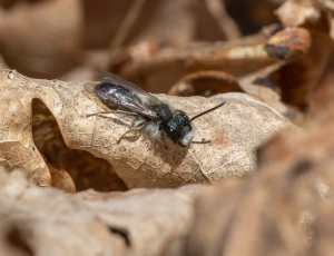 Forårsjordbi - Andrena praecox - Han, , Fotograf Claus Bach.