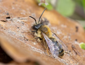 Rødbrystet jordbi - Andrena clarkella - Han, , Fotograf Claus Bach.