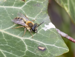Rødbrystet jordbi - Andrena clarkella - Han, , Fotograf Claus Bach.
