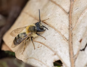Rødbrystet jordbi - Andrena clarkella - Han, , Fotograf Claus Bach.