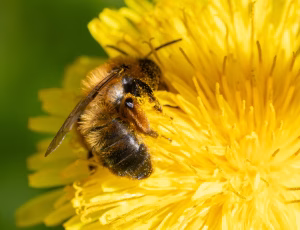 Sortbrun jordbi - Andrena nigroaenea - Hun, , Fotograf Claus Bach.