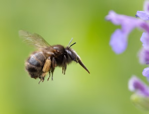 Forårsvægbi - Anthophora plumipes - Hun, , Fotograf Claus Bach.