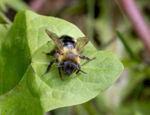 Glinsende jordbi - Andrena nitida - Hun, , Fotograf Claus Bach.