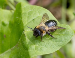 Glinsende jordbi - Andrena nitida - Hun, , Fotograf Claus Bach.