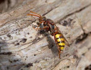 Gulbåndet hvepsebi - Nomada flava - Hun, , Fotograf Claus Bach.