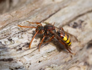 Gulbåndet hvepsebi - Nomada flava - Hun, , Fotograf Claus Bach.