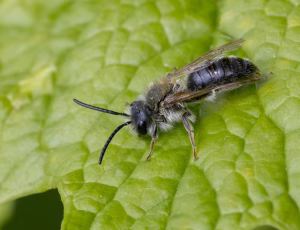 Havejordbi - Andrena haemorrhoa - Han, , Fotograf Claus Bach.