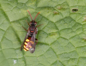 Havehvepsebi - Nomada ruficornis - Hun, , Fotograf Claus Bach.