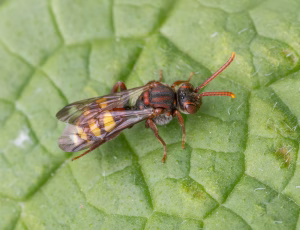 Havehvepsebi - Nomada ruficornis - Hun, , Fotograf Claus Bach.
