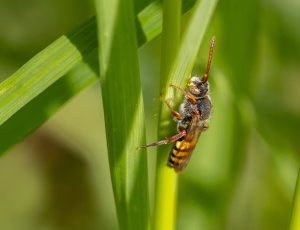 Parkhvepsebi - Nomada panzeri - Han, , Fotograf Claus Bach.