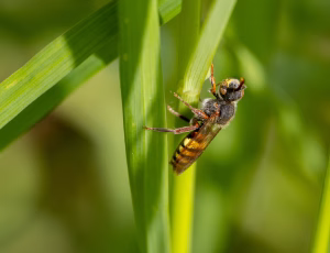 Parkhvepsebi - Nomada panzeri - Han, , Fotograf Claus Bach.