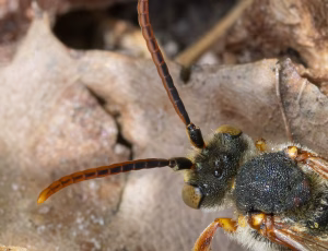 Gulbåndet hvepsebi - Nomada flava - Han, , Fotograf Claus Bach.